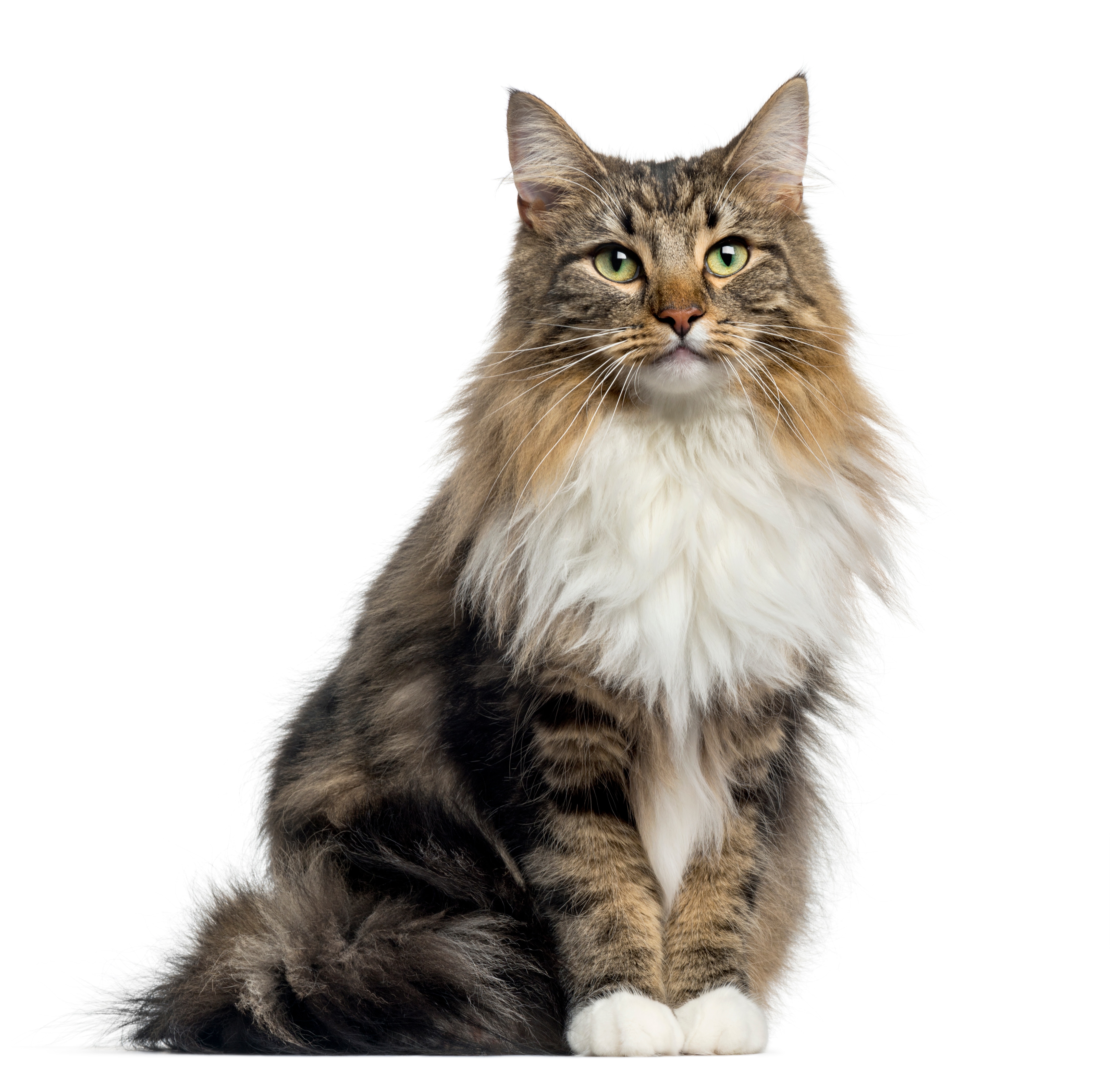 Norwegian forest cat fashion gumtree